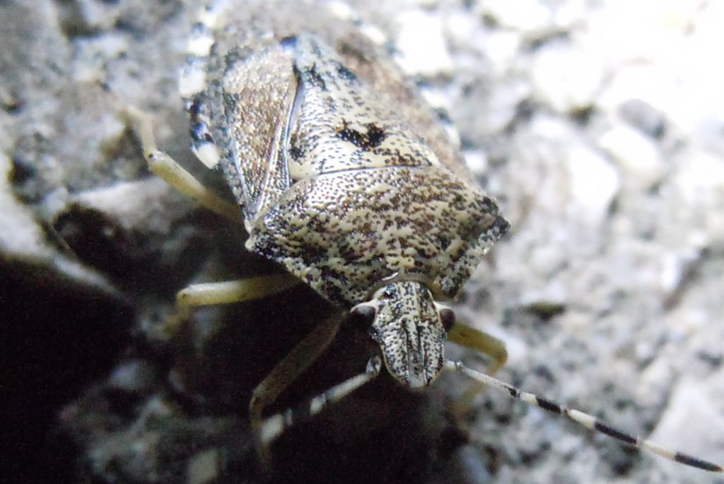 Pentatomidae: Rhaphigaster nebulosa della Campania (NA)